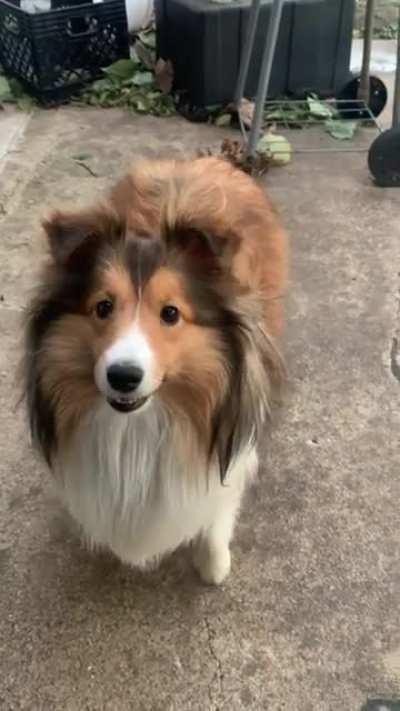 Unexpected reverse boop