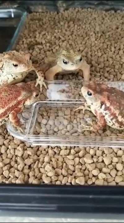 bufos regularis papando