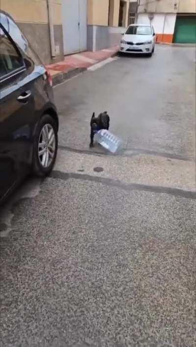 Doggie strolling with confidence