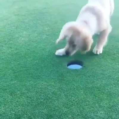 Puppy is SO happy for helping