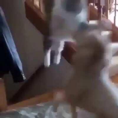 Woke up and chose violence