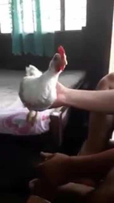 questionable chicken