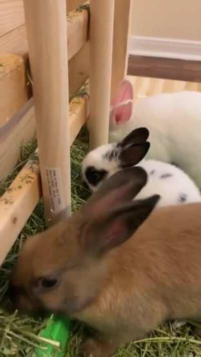 They act like I starve them.....