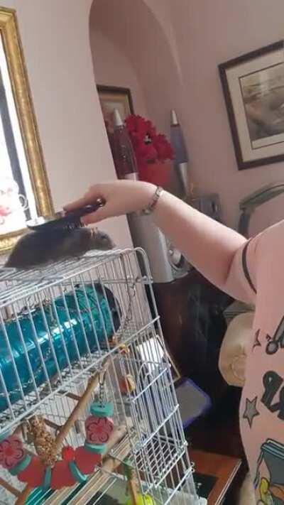 Step 1) attract attention , step 2) present butt, step 3) patiently wait, step 4) recieve brushybrushy