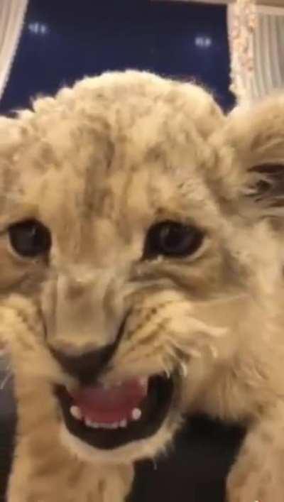 That's how a lion cub roars