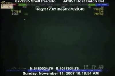 This squid deep below the ocean