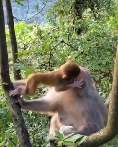 98.8% DNA shared with us