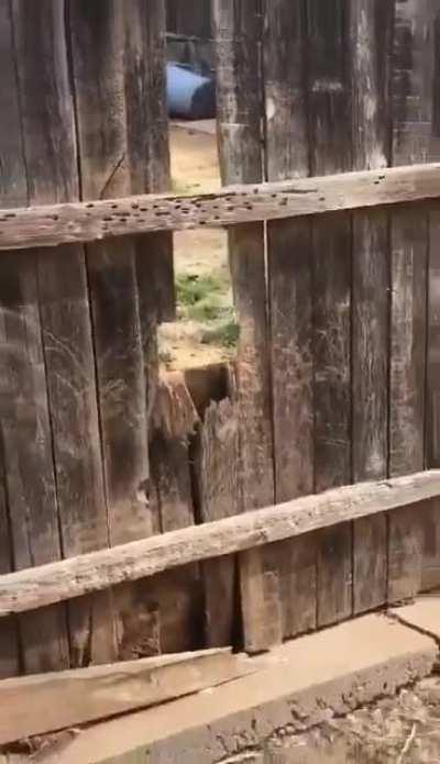 What the protagonist sees when hiding in the old woods