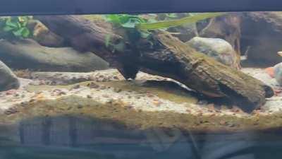 Stream tank changed a lot since last I posted. Looks a lot better now!