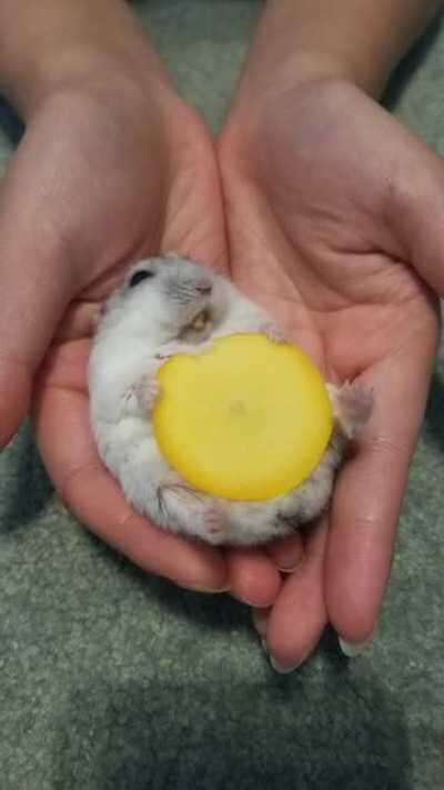 since it's summer, there are a lot of veggies in the garden! sylvester's first time trying a summer squash