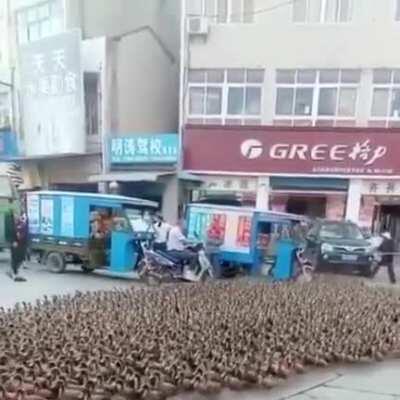 The Duckromancer: Lord of the Ducks