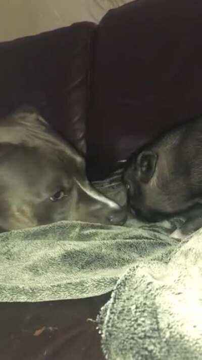 These two have formed a really sweet bond! 😍😍**also excited to announce that my underfed rescue piglet has DOUBLED his weight in just 7 days! *** (to all Pig owners; remember to never let you pig alone unsupervised with a dog no matter how much they love 