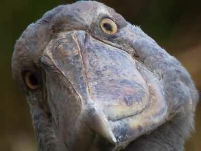 Shoebill Winking at you