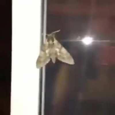 King Ghidorah at the end of King of the Monsters