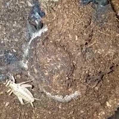 Don’t do it if you’re ticklish.