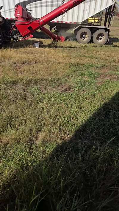 [Mf] [Showing off] Our love language? Acts of service... with a side of barley dust