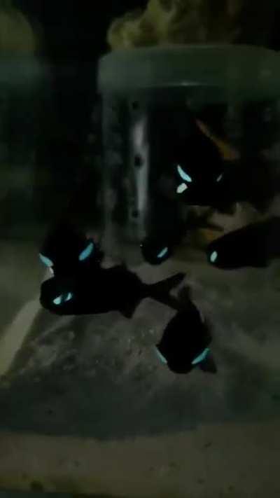 If the eyes reveal what the heart cannot say, consider the eyes of these flashlight fish Watch this video to the end These fish have the ability to create blink patterns like a visual Morse code to communicate and coordinate behaviour in low visibility