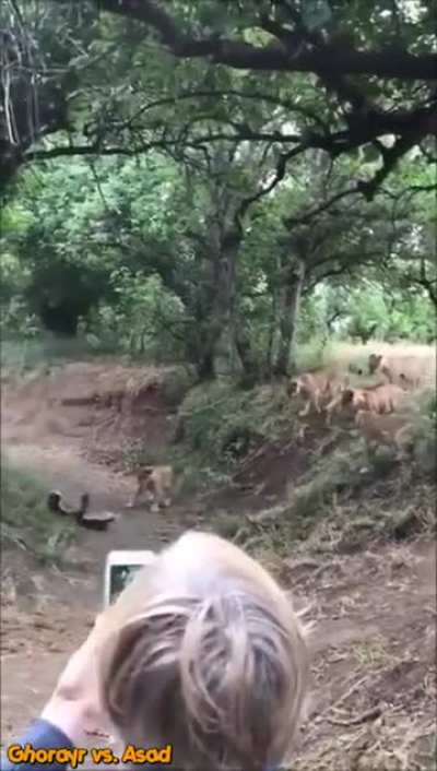 Bal porsuğu krallar aslanları sikiyor