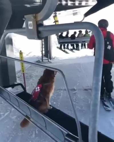 Rettungshund auf dem Weg zur Arbeit