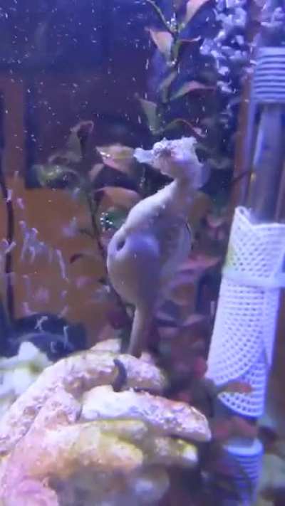 Папа жеребится