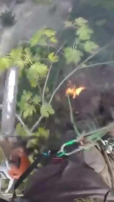 Palm trees are evil.