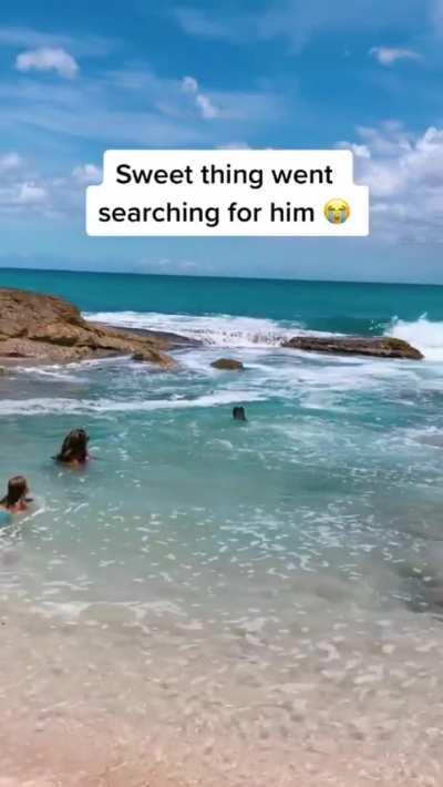 Your dog will try to save you if at anytime they think you are in danger