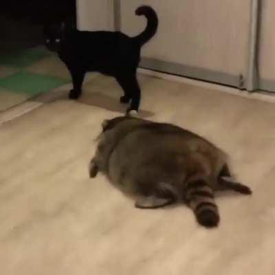 Racoons . manipulative little bastards