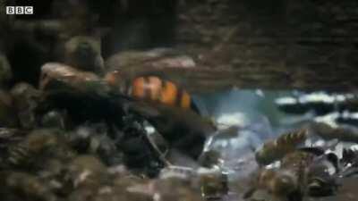 Bees kill a giant hornet with heat generated by their vibrating bodies