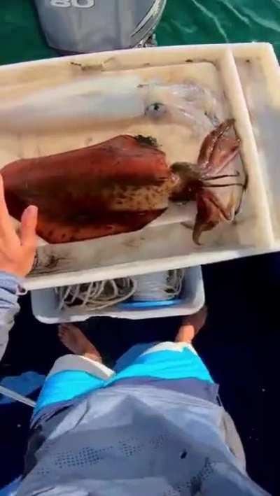 Apparently this is the most humane way to kill a squid.