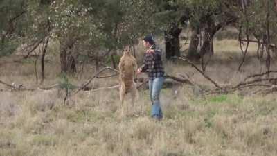 Aussie man fought off kangaroo to protect dog