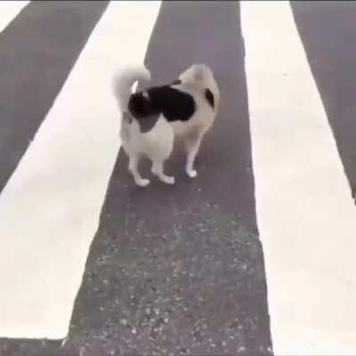 se correr o bicho pega...