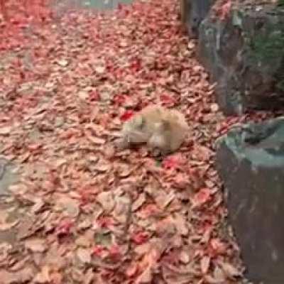 These two puppies in autumn leavesDog(s)