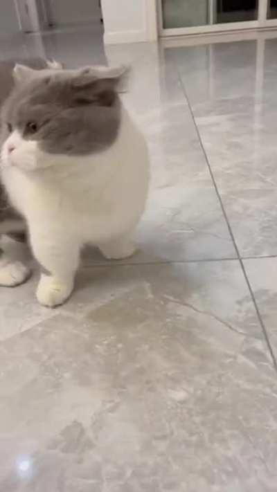 Very clingy and love to be cuddled😘