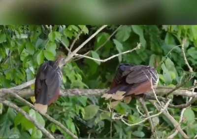 Ich🕊️🦅🦃iel