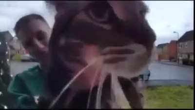 Cat meows at doorbell