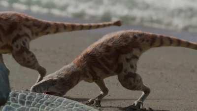 Tyrannosaurus Rex juveniles are much more slender and nimble than their parents before their growth spurt at 14yrs, this is so the adults and young don't compete for the same prey. [Prehistoric Planet]