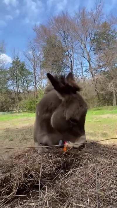 Donkey loves his toy