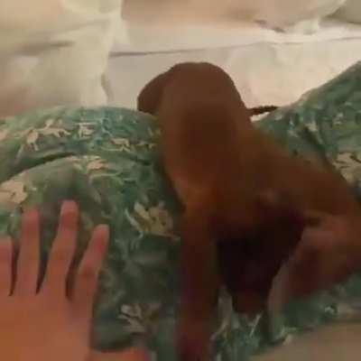 Luangameplay666 - Video #8083