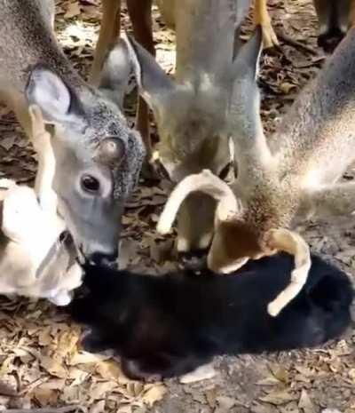 found this video of deers licking a cat in the backyard, wanted to share it with you all :)
