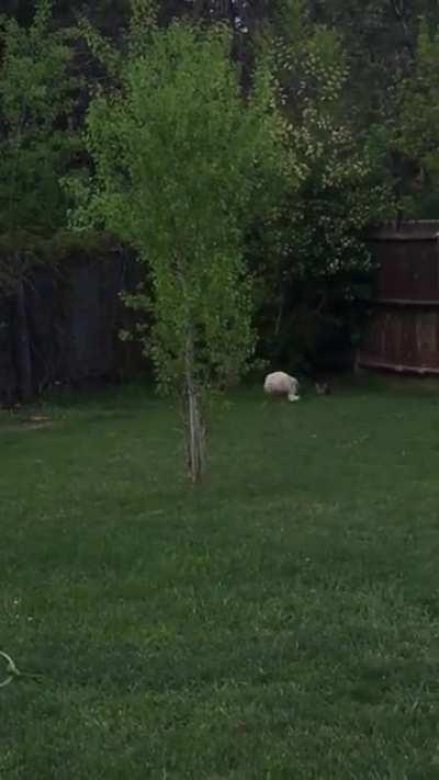 The neighbor’s cat likes to come over and play