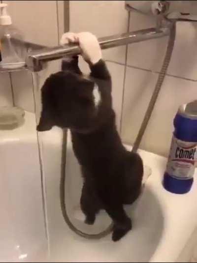 Someone help this fcking cat!!!!!!!!