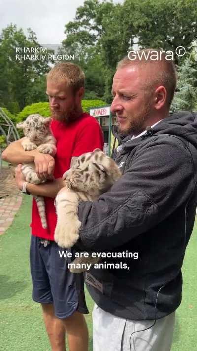 Two white tiger cubs were born at a landscape park in Kharkiv, surprising everyone. These healthy tiger girls, yet to be named, have adjusted to the frequent explosions.