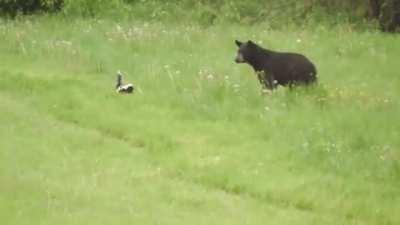 Poor fella never saw it coming