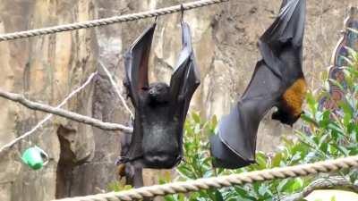 Из будней летучей мыши.