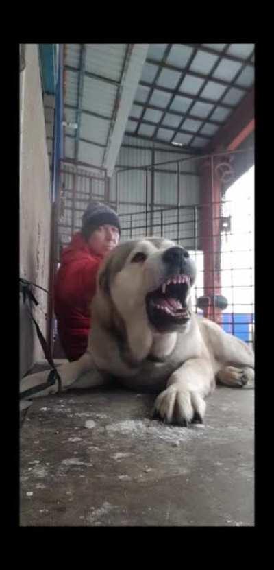 Sir, your bear is barking..