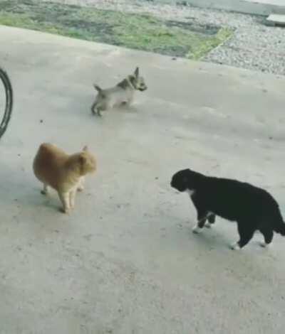 Two cats arguing and a doggo zooming
