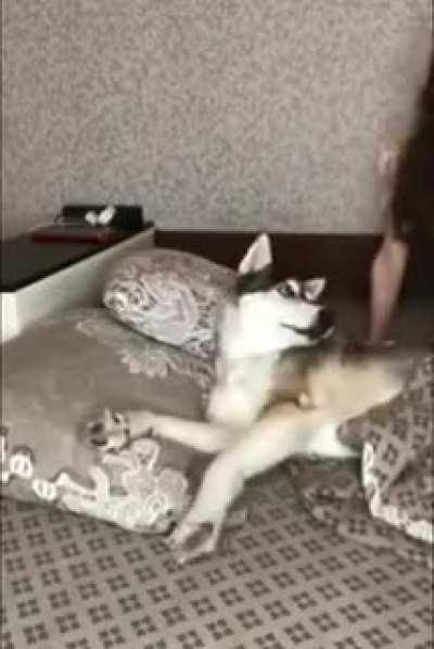 The husky doth protest too much.