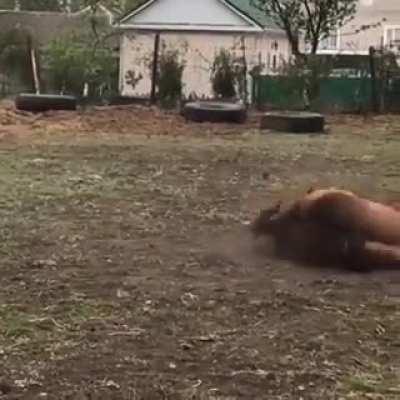 2 good boys horsing around.