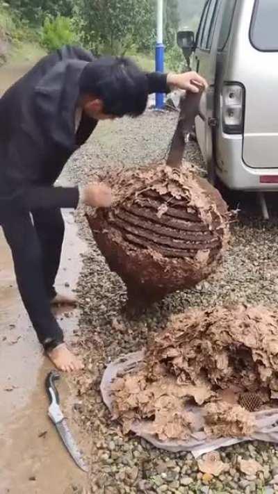 A man cutting an active hornet nest without any protection.