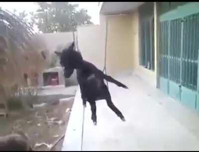 un burro en un columpio